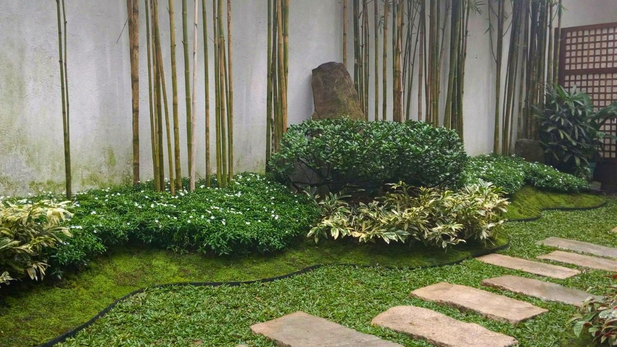 Bamboo garden with stepping stones