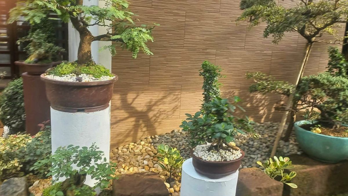 Bonsai collection on pedestals